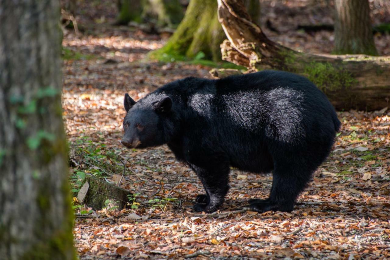 Two Bears Cabin Wear Valley Zewnętrze zdjęcie